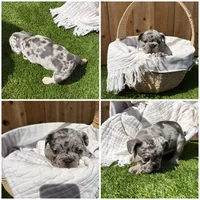 Cupid, a male French Bulldog for sale in Denton, TX – Photo 3 of 9