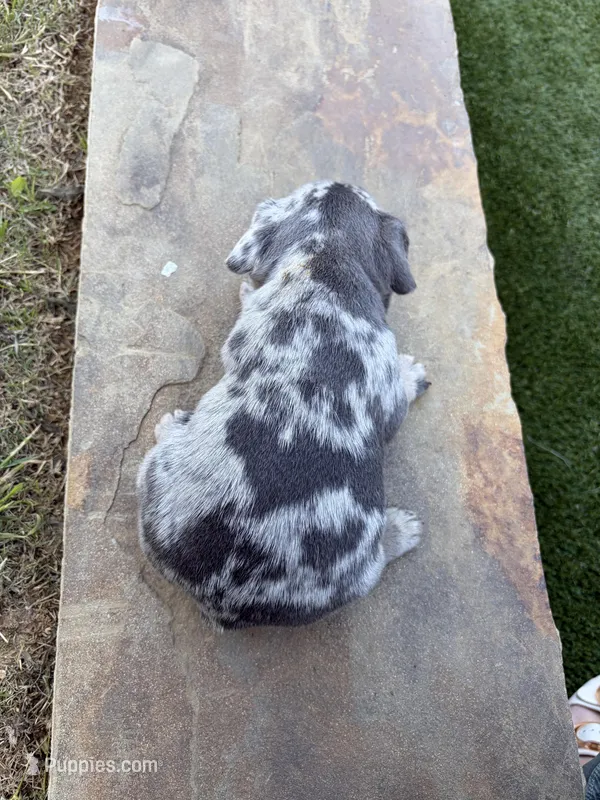 Cupid – French Bulldog puppy for sale in Denton, TX