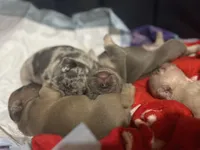 Cupid, a male French Bulldog for sale in Denton, TX – Photo 4 of 9