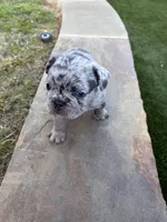 Cupid, a male French Bulldog for sale in Denton, TX – Photo 7 of 9