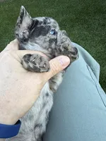 Cupid, a male French Bulldog for sale in Denton, TX – Photo 2 of 9