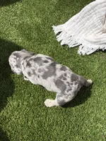 Cupid, a male French Bulldog for sale in Denton, TX – Photo 9 of 9