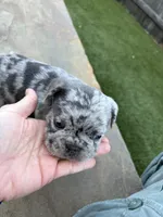 Cupid, a male French Bulldog for sale in Denton, TX – Photo 8 of 9