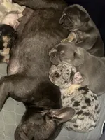 Cupid, a male French Bulldog for sale in Denton, TX – Photo 5 of 9