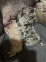 Cupid, a male French Bulldog for sale in Denton, TX – Photo 6 of 9