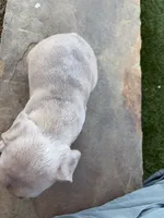 Merle, a male French Bulldog for sale in Denton, TX – Photo 7 of 10