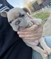 Merle, a male French Bulldog for sale in Denton, TX – Photo 5 of 10