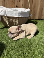 Merle, a male French Bulldog for sale in Denton, TX – Photo 9 of 10