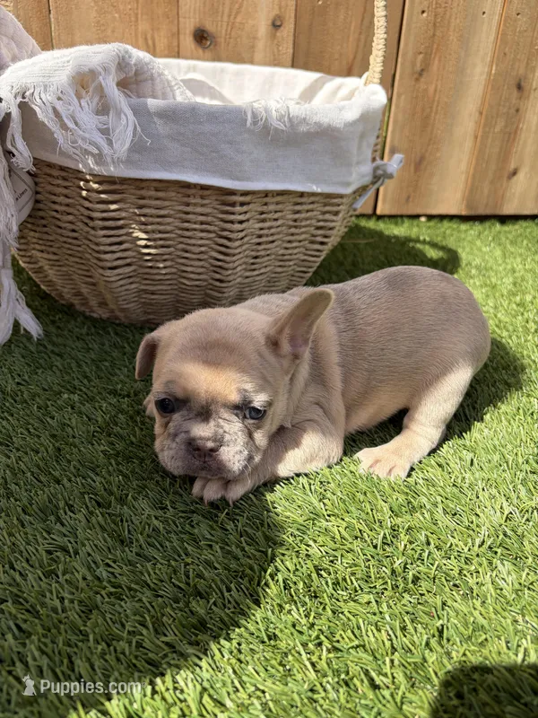 Merle – French Bulldog puppy for sale in Denton, TX