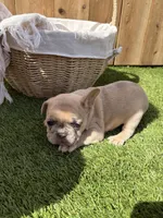 Merle, a male French Bulldog for sale in Denton, TX – Photo 1 of 10