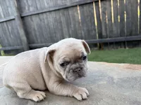 Merle, a male French Bulldog for sale in Denton, TX – Photo 8 of 10