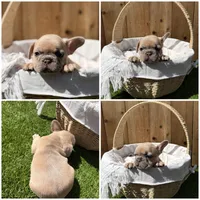 Merle, a male French Bulldog for sale in Denton, TX – Photo 6 of 10