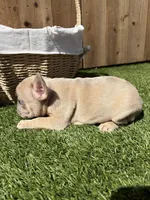Merle, a male French Bulldog for sale in Denton, TX – Photo 10 of 10