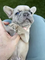 Merle, a male French Bulldog for sale in Denton, TX – Photo 2 of 10