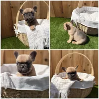 Chewy, a male French Bulldog for sale in Denton, TX – Photo 3 of 8