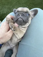 Chewy, a male French Bulldog for sale in Denton, TX – Photo 5 of 8