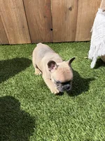 Chewy, a male French Bulldog for sale in Denton, TX – Photo 6 of 8