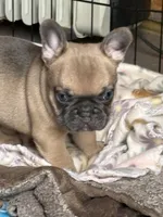 Chewy, a male French Bulldog for sale in Denton, TX – Photo 8 of 8