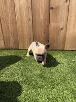 Chewy, a male French Bulldog for sale in Denton, TX – Photo 7 of 8