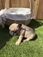 Chewy, a male French Bulldog for sale in Denton, TX – Photo 4 of 8