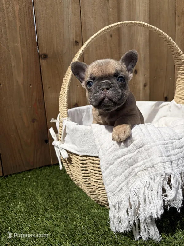 Chewy – French Bulldog puppy for sale in Denton, TX