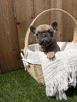 Chewy, a male French Bulldog for sale in Denton, TX – Photo 1 of 8