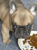 Chewy, a male French Bulldog for sale in Denton, TX – Photo 2 of 8