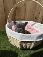 Sterling, a male French Bulldog for sale in Denton, TX – Photo 7 of 7