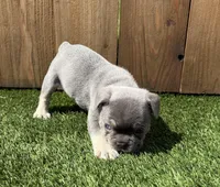 Sterling, a male French Bulldog for sale in Denton, TX – Photo 3 of 7