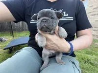 Sterling, a male French Bulldog for sale in Denton, TX – Photo 6 of 7