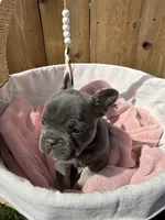 Sterling, a male French Bulldog for sale in Denton, TX – Photo 5 of 7