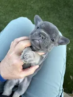 Sterling, a male French Bulldog for sale in Denton, TX – Photo 4 of 7