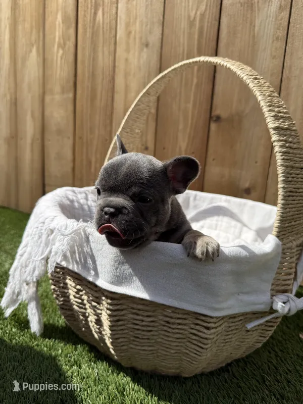 Sterling – French Bulldog puppy for sale in Denton, TX