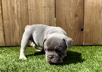 Sterling, a male French Bulldog for sale in Denton, TX – Photo 2 of 7