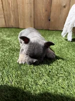 Bleu , a male French Bulldog for sale in Denton, TX – Photo 10 of 10