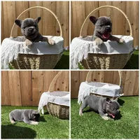 Bleu , a male French Bulldog for sale in Denton, TX – Photo 6 of 10