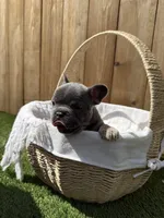 Bleu , a male French Bulldog for sale in Denton, TX – Photo 5 of 10