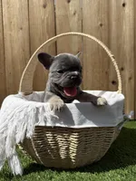 Bleu , a male French Bulldog for sale in Denton, TX – Photo 7 of 10