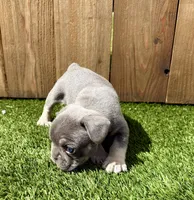 Bleu , a male French Bulldog for sale in Denton, TX – Photo 3 of 10