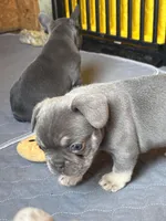 Bleu , a male French Bulldog for sale in Denton, TX – Photo 2 of 10