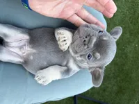 Bleu , a male French Bulldog for sale in Denton, TX – Photo 8 of 10