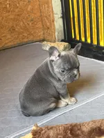 Bleu , a male French Bulldog for sale in Denton, TX – Photo 4 of 10