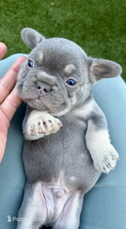 Bleu  – French Bulldog puppy for sale in Denton, TX
