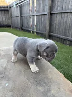 Bleu , a male French Bulldog for sale in Denton, TX – Photo 9 of 10