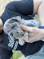 Koda, a male French Bulldog for sale in Denton, TX – Photo 3 of 10