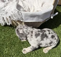 Koda, a male French Bulldog for sale in Denton, TX – Photo 5 of 10