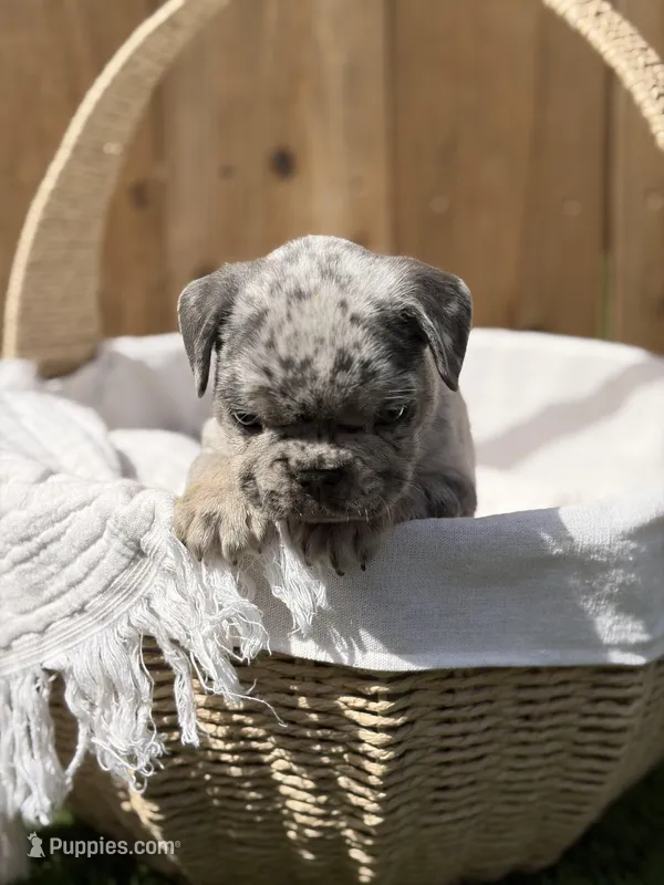 Koda – French Bulldog puppy for sale in Denton, TX