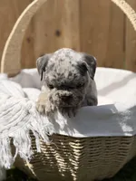 Koda, a male French Bulldog for sale in Denton, TX – Photo 1 of 10