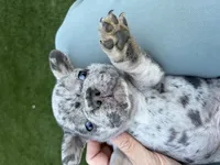 Koda, a male French Bulldog for sale in Denton, TX – Photo 8 of 10