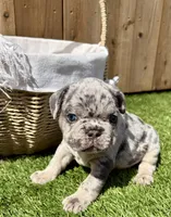 Koda, a male French Bulldog for sale in Denton, TX – Photo 2 of 10